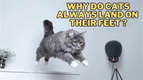 Does YouTube Show You Who Viewed Your Video? And Why Do Cats Always Land on Their Feet?