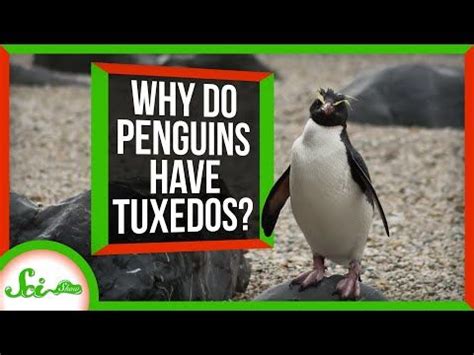 How to Make a Good Short Film: Why Penguins Don’t Wear Tuxedos in the Desert