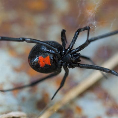 Show Me a Picture of a Black Widow Spider: A Journey into the Web of Curiosity and Beyond